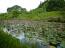 「大谷の睡蓮ため池 」画像