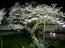 「【夜桜】種まき桜ライトアップ始まりました」画像