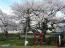 「伊豆大権現の種まき桜」画像