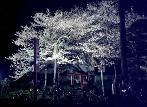 2014/04/24 05:54/種まき桜満開! ライトアップ中
