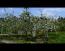 「朝日町最古のりんごの木が咲きました」画像