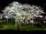 「種まき桜ついに満開。ライトアップ中!!」画像