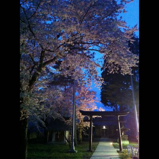 白山神社の桜ライトアップ あさひまちエコミュージアム 山形県朝日町見学情報データベース