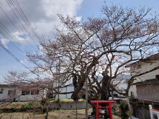 2023/04/05 10:58/伊豆権現の種まき桜が開花しました！