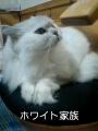 「【AZ】ホワイトコール24の猫?!」のサムネイル
