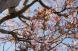 《バラ庭》ガーデンNOW〜・・我庭にも桜前線。。。：2022/04/17 19:30