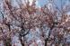 《バラ庭》ガーデンNOW〜・・きょうも桜です〜：2022/04/19 20:15