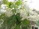 《バラ庭》ガーデンNOW〜・・アオダモ咲きました・・・：2022/04/27 20:20