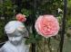 《バラ庭》ガーデンNOW〜・・きょうのバラも素敵です〜..：2022/06/24 21:51