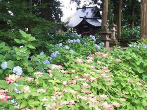 「あじさい寺」の画像