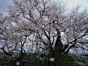 「お達磨の桜満開です」の画像