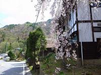 「いまだに桜が」の画像