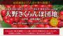 「「これは美味い」最高級品さくらんぼが食べ放題」のサムネイル