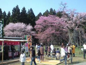 「釜の越桜 満開?」の画像