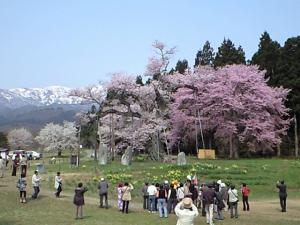 「本日の釜の越桜」の画像