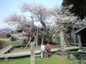 「薬師桜 見頃です。」の画像