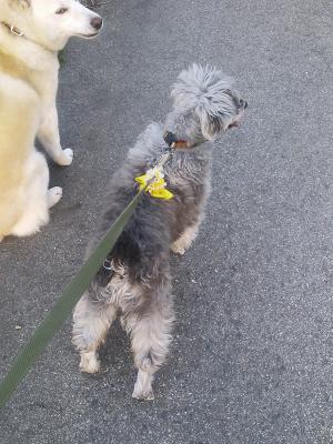 「イエロードッグ」の画像