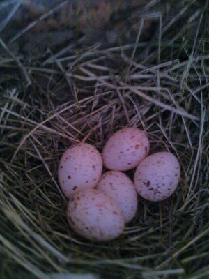 「鳥のヒナを誘拐しないで!!」の画像