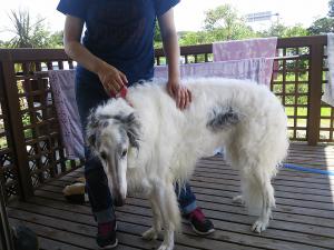 「募集中!!」の画像