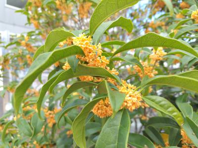 「秋便り」の画像