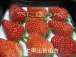 静岡県/茨城県産《べにほっぺ》香り高き大粒苺:2010-01-06 00:00:00