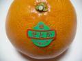 長崎県産《せとか》幻の高級柑橘:66235