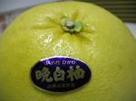 熊本県産《晩白柚》さわやかな南国の香り:2012-01-10 13:14:00