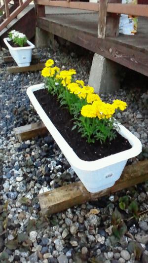 「お花」の画像