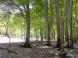 ブナ純林と林床：2022.05.20