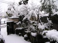「雛雪?」の画像