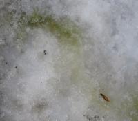 「雪上藻見られる」の画像