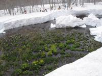 「まるで氷山のよう」の画像