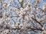 2013.04.30 ●桜咲く!●
