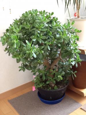 「金をならすぞぃ!」の画像