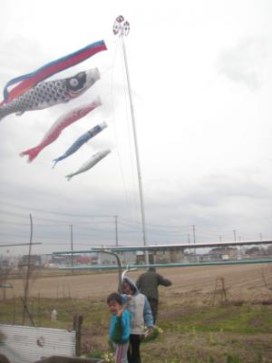 「こいぼぼり」の画像