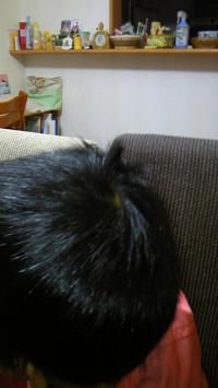 「ソラの髪」の画像