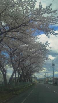「桜の季節になりました」の画像