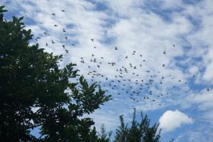 ¡Ö£¸¡¿£µÆü¡¡¶âÍËÆü¡¡º£Æü¤Î¼Ë³°¤Ïµ¤»ý¤ÁÎɤ¯¡Ö¾®°ì»þ´Ö¡×Èô¤ó¤Ç¤¤¤Þ¤·¤¿¡£¡×¤Î²èÁü