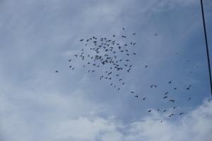 ¡Ö£¸¡¿£±£·Æü¡¡¤ªËßÌÀ¤±¤Îµ×¤·¤Ö¤ê¤Î¼Ë³°¤Ç¤¹¡£¡×¤Î²èÁü