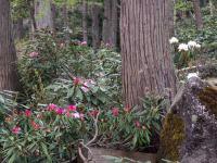 ¡Ö¥·¥ã¥¯¥Ê¥²¤Î¸«º¢¤Ç¤¹¡×¤Î²èÁü