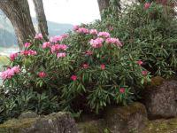 ¡Ö¥·¥ã¥¯¥Ê¥²ÊؤꢡפβèÁü