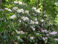 ¡Ö¾®Ä®»³¤Î¥·¥ã¥¯¥Ê¥²£¡×¤Î²èÁü