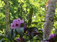 ¡Ö¾®Ä®»³¤Î¥·¥ã¥¯¥Ê¥²¤¡×¤Î²èÁü