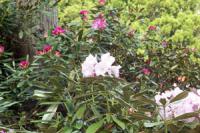 ¡ÖÀÐÆï²Ö¤¬¸«º¢¤Ç¤¹¡×¤Î²èÁü