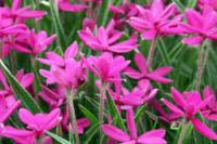 ¡Ö±ï¤òÃǤÁÀÚ¤ë¡×¤Î²èÁü