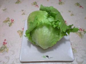 「2010一坪畑の初収穫レタス」の画像