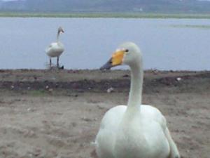 「居残った伊豆沼の白鳥」の画像