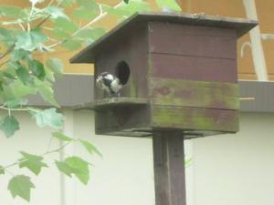 「2010年も四十雀が、「きた〜〜〜」」の画像