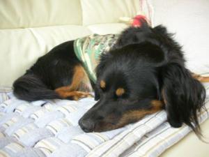 「居眠りの駄犬「タロン」」の画像