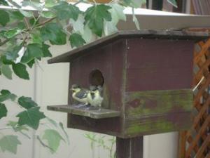 「2010四十雀の巣立ち」の画像